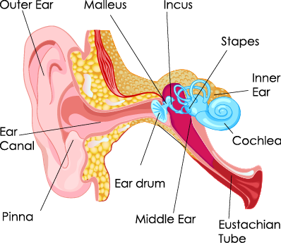 Five Cool Facts about the Middle and Inner Ear
